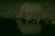 Black Rhino