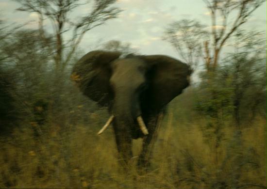 Charging Elephant