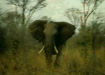 Charging Elephant