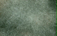 Mycelium forest