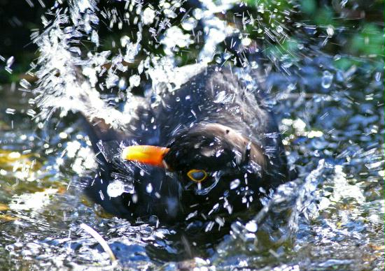 Blackbird
