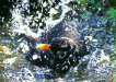 Blackbird