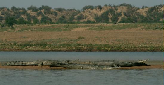 Gharials, Chambal River, Uttar Pradesh
