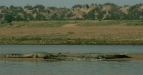 Gharials, Chambal River, Uttar Pradesh