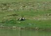 Indian Wolf, by Chambal River, Uttar Pradesh