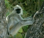 Common Langur, Bandhavgarh National Park, Madhya Pradesh