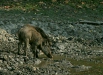 Wild Boar, Kanha National Park, Madhya Pradesh
