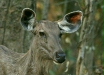 Sambar, Kanha National Park, Madhya Pradesh