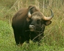 Indian Bison (Gaur), Kanha National Park, Madhya Pradesh