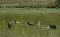 Swamp Deer (Barasingha), Kanha National Park, Madhya Pradesh