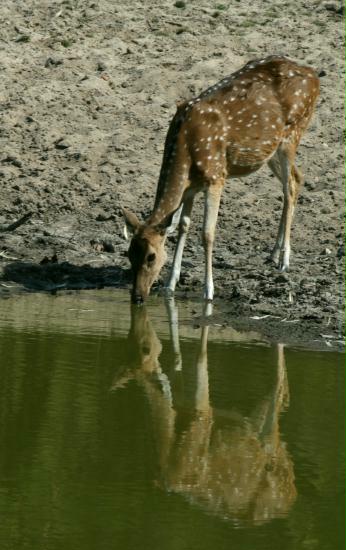 Bandhavgarh National Park, Madhya Pradesh