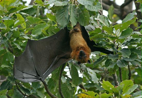 Indian Flying Fox, Chambal River Sanctuary, Uttar Pradesh