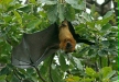 Indian Flying Fox, Chambal River Sanctuary, Uttar Pradesh