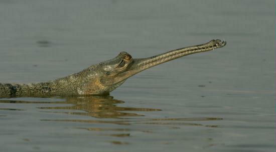 Gharial, Chambal River, Uttar Pradesh