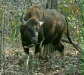 Indian Bison (Gaur), Kanha National Park, Madhya Pradesh