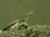 Indian Tent Turtle, Chambal River, Uttar Pradesh