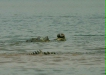Gharial, Chambal River, Uttar Pradesh