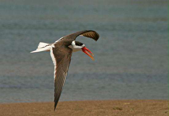 Indian Skimmer, Chambal River, Uttar Pradesh