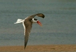 Indian Skimmer, Chambal River, Uttar Pradesh