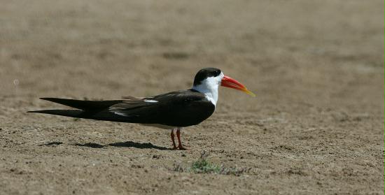 Indian Skimmer, Chambal River, Uttar Pradesh