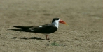 Indian Skimmer, Chambal River, Uttar Pradesh