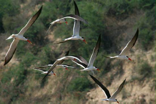 Indian Skimmer, Chambal River, Uttar Pradesh