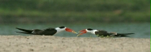 Indian Skimmer, Chambal River, Uttar Pradesh