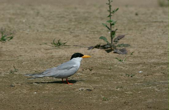 River Tern, Chambal River, Uttar Pradesh