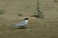 River Tern, Chambal River, Uttar Pradesh