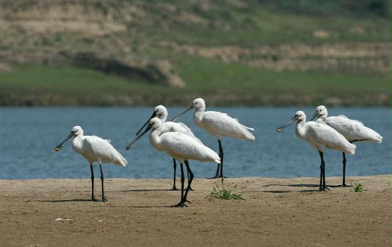 Eurasian Spoonbill, Chambal River, Uttar Pradesh