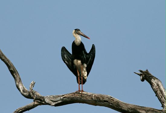 Bandhavgarh National Park, Madhya Pradesh