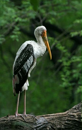 Painted Stork, New Delhi Zoological Garden