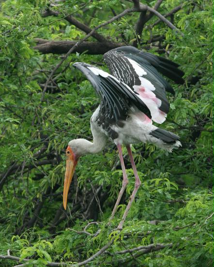 Painted Stork, New Delhi Zoological Garden