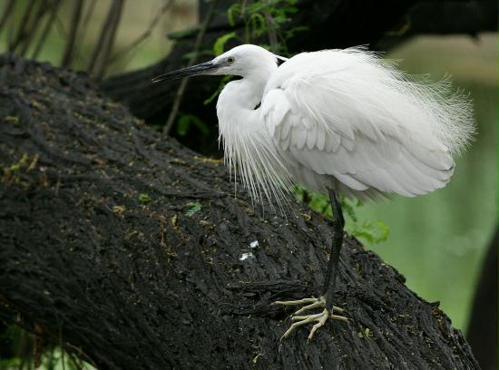Little Egret, New Delhi Zoological Garden