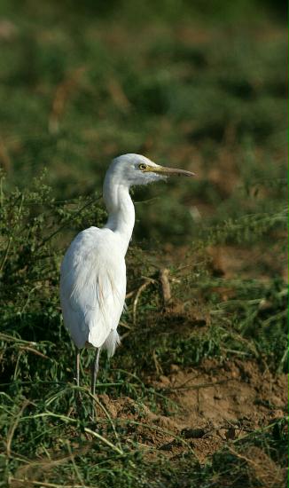 Cattle Egret, Chambal River Sanctuary, Uttar Pradesh