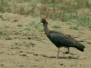 Black Ibis, Chambal River, Uttar Pradesh