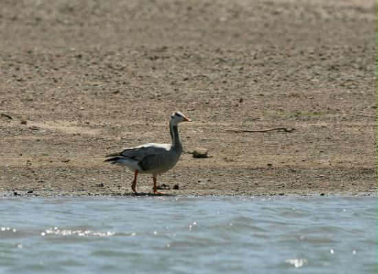 Bar-headed Goose, Chambal River, Uttar Pradesh