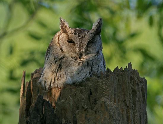 Collared Scops Owl, Chambal River Sanctuary, Uttar Pradesh