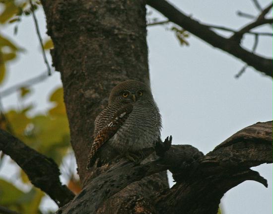 Bandhavgarh National Park, Madhya Pradesh