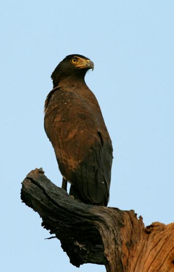 Crested Serpent Eagle, Kanha National Park, Madhya Pradesh