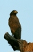 Crested Serpent Eagle, Kanha National Park, Madhya Pradesh
