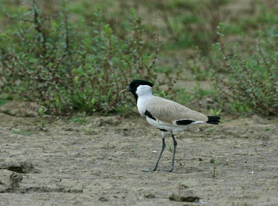 River Lapwing, Chambal River, Uttar Pradesh