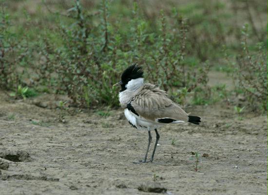 River Lapwing, Chambal River, Uttar Pradesh