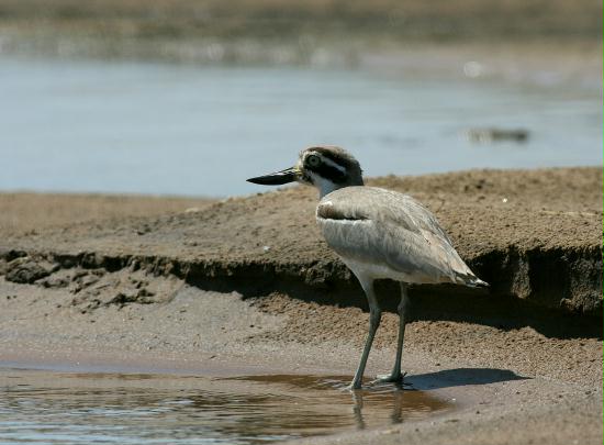 Great Thick-knee, Chambal River, Uttar Pradesh