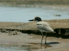 Great Thick-knee, Chambal River, Uttar Pradesh