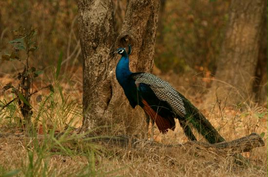 Bandhavgarh National Park, Madhya Pradesh