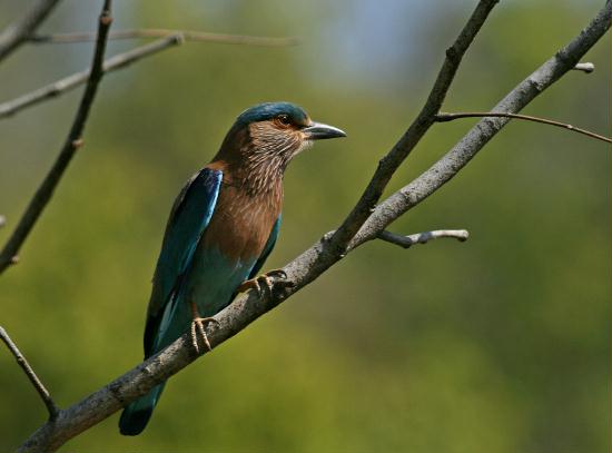 Bandhavgarh National Park, Madhya Pradesh
