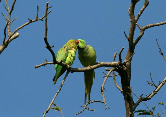 Rose-ringed Parakeet, Chambal River Sanctuary, Uttar Pradesh