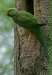 Rose-ringed Parakeet, New Delhi Zoological Garden