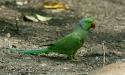 Rose-ringed Parakeet, New Delhi Zoological Garden